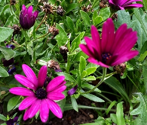 Purpurowe, Kwiaty