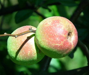 Pigwowiec, Owoce, Przyroda, Rośliny