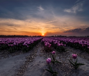 Zachód słońca, Tulipany