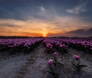 Tulipany, Zachód słońca