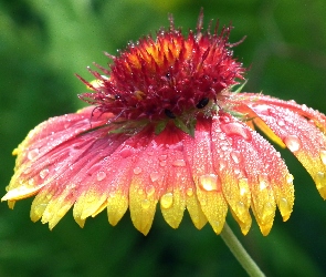 Gailardia oścista, Kwiat