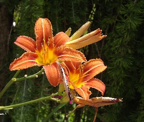 Pomarańczowy, Drzewa, Liliowiec