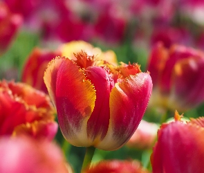 Tulipany, Kwiaty