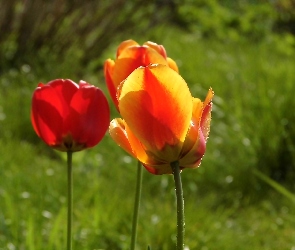 Trzy, Tulipany