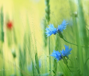 Niebieskie, Kwiaty, Chabry