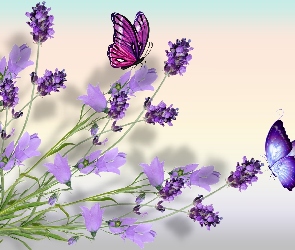 Motyle, Dzwonki, Kwiaty, Lawenda