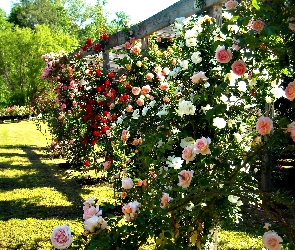 Róże, Ogród, Lato, Pergola