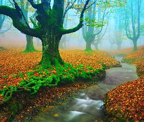 Liście, Jesień, Park Narodowy Gorbea, Hiszpania, Rzeka, Las