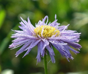 Kwiat, Aster, Przyroda