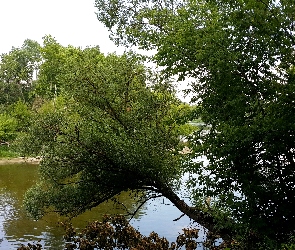 Drzewa, Rzeka