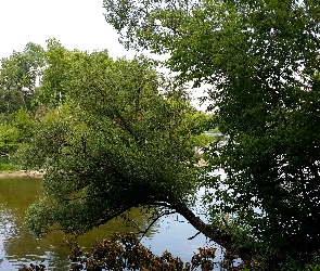 Rzeka, Drzewa