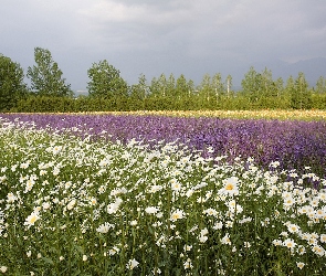 Kwiatki, Różne, Łąka, Drzewka