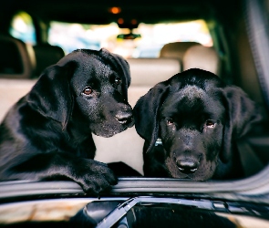 Dwa, Samochód, Psy, Labrador Retriever, Czarne