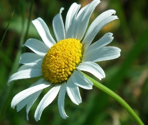 Kwiat, Margerytka, Przyroda