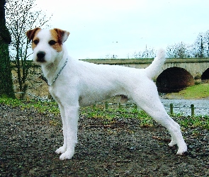 Parson Russell Terrier, most