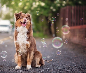 Australian shepherd, Owczarek australijski, Bańki, Mydlane