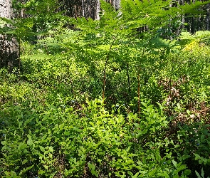 Jagód, Sadzonki, Las, Paprocie