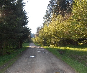 Krzewów, Drzew, Droga, Gęstwina