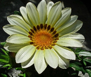Kwiat, Gazania