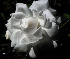 Rozwinięta, Róża, Biała