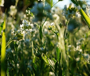 Łąka, Kwiaty, Zieleń, Rośliny, Małe, Białe