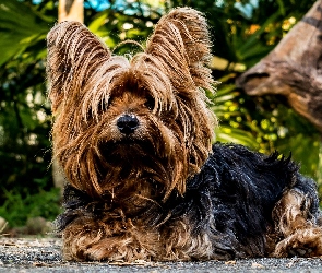 Pies, Terrier, Yorkshire