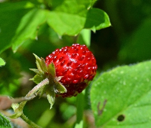 Liście, Poziomka