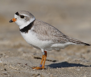 Sieweczka blada