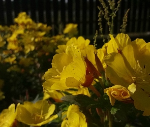 Wiesiołek, Kwiaty