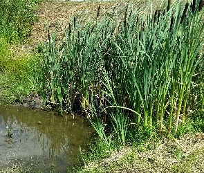 Rośliny, Pałki, Rzeczka