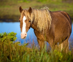 Trawa, Koń