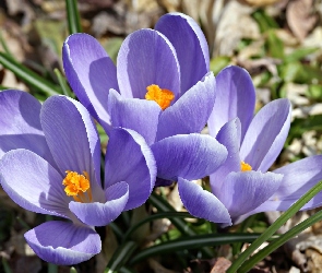 Niebieskie, Krokusy