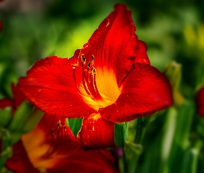 Kwiat, Liliowiec