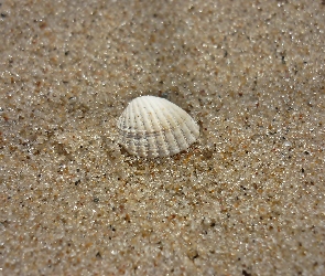 Plaża, Lato, Muszelka, Piasek