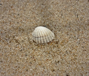 Muszelka, Plaża, Lato, Piasek