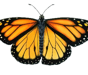 Motyl, Białe tło, Monarch
