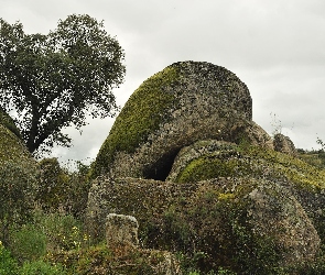 Głazy, Drzewo, Trawa