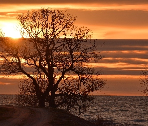 Morze, Drzewo, Zachód słońca