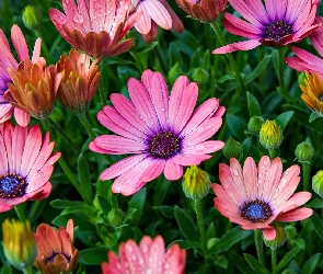 Kwiaty, Kolorowe, Krople, Pąki, Stokrotka, Afrykańska, Osteospermum