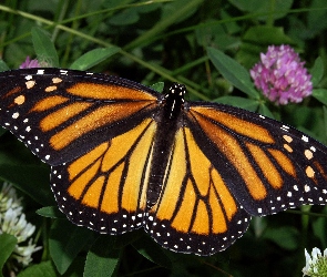 Monarch, Kwiaty, Motyl