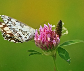 Motyl, Różowa, Koniczyna, Polowiec Szachownica