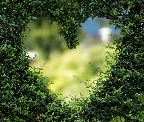 Zieleń, Serce, Rośliny