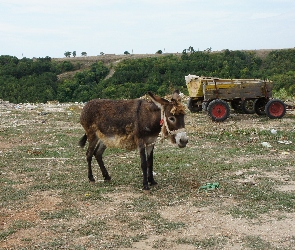 Osioł