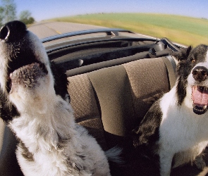 Border Collie, Kabriolet, Psy