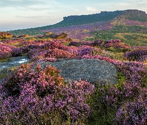 Anglia, Park Narodowy Peak District, Wrzosowisko, Skały, Wrzosy, Wzgórza