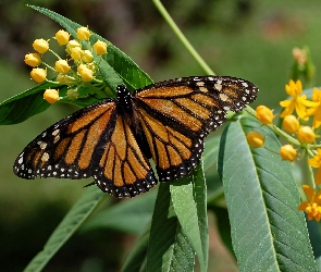 Kwiaty, Liście, Motyl, Monarch