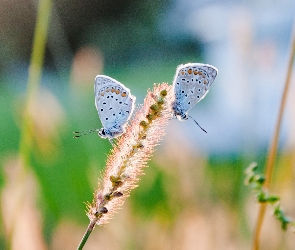 Motyle, Modraszki, Rośliny