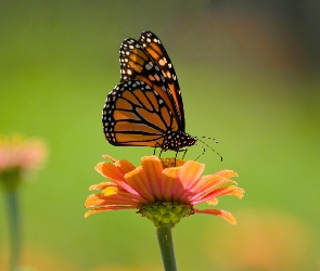 Monarch, Kwiat, Motyl
