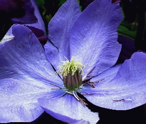 Kwiat, Clematis, Przyroda