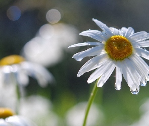 Margerytki, Kwiaty